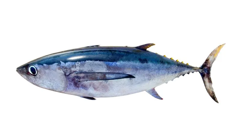 Ahi Tuna #1 - Premium