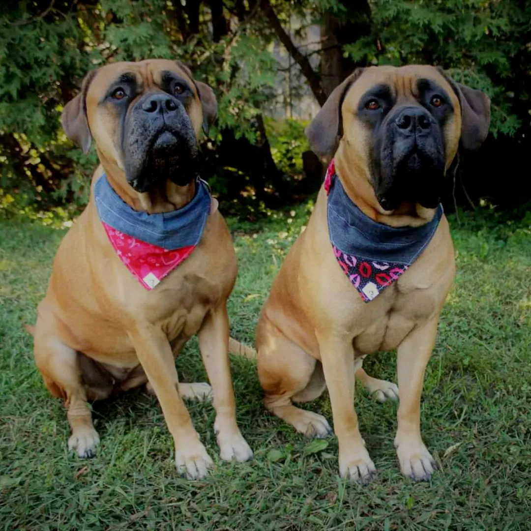 Foulard chic pour grand chien - Carrés de picots noirs et blancs