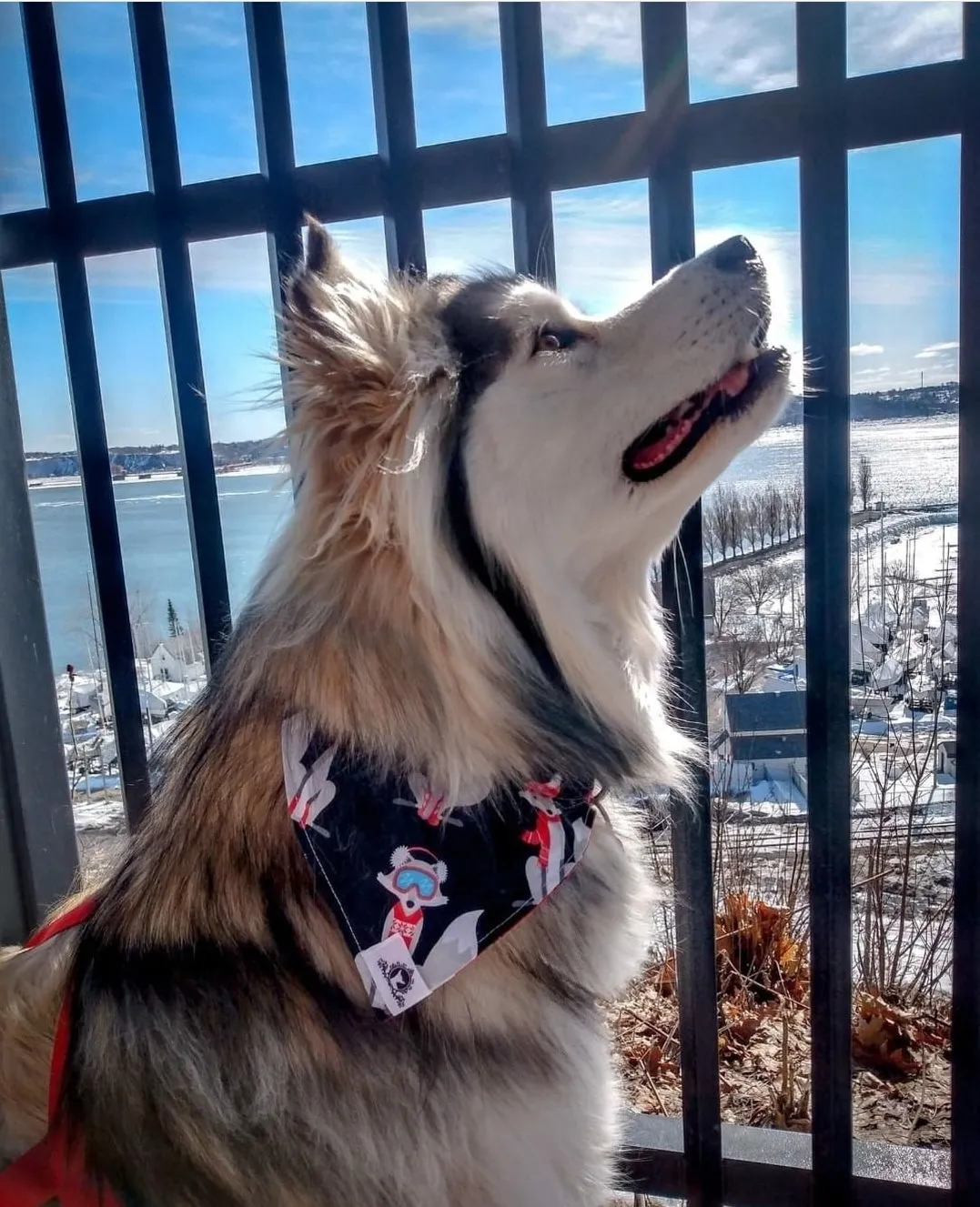 Foulard chic pour grand chien - Carrés de picots noirs et blancs