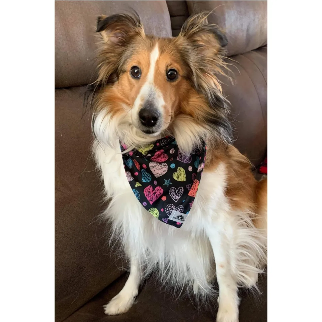 Foulard chic pour grand chien - Carrés de picots noirs et blancs
