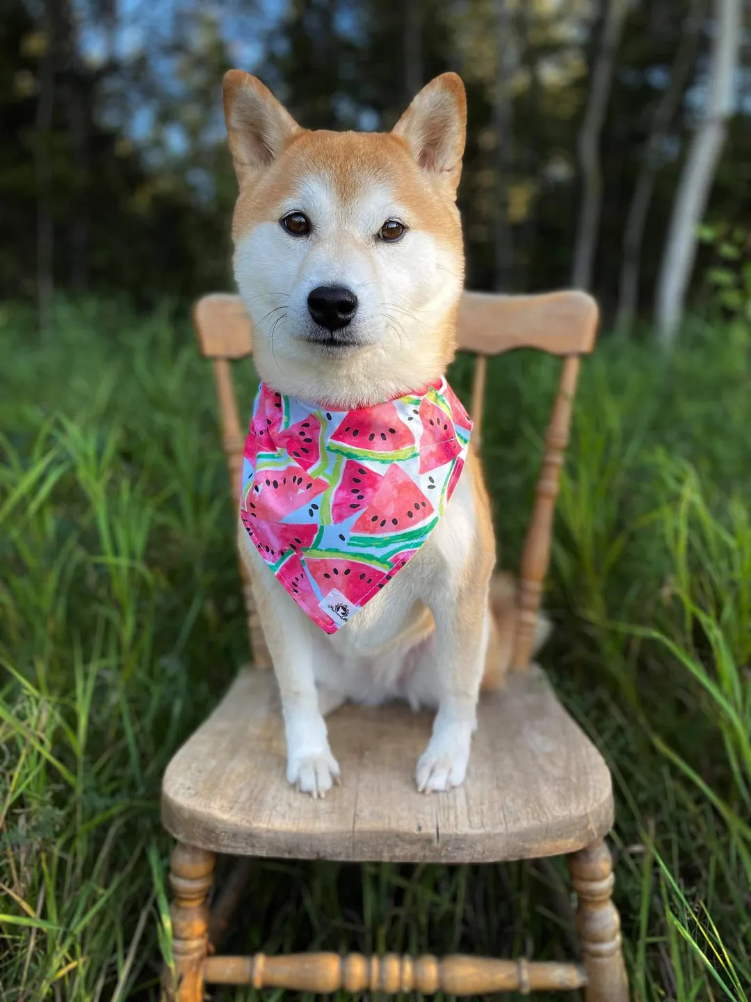 Foulard chic pour grand chien - Carrés de picots noirs et blancs