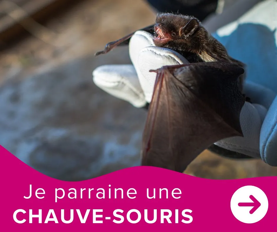 Je parraine une chauve-souris