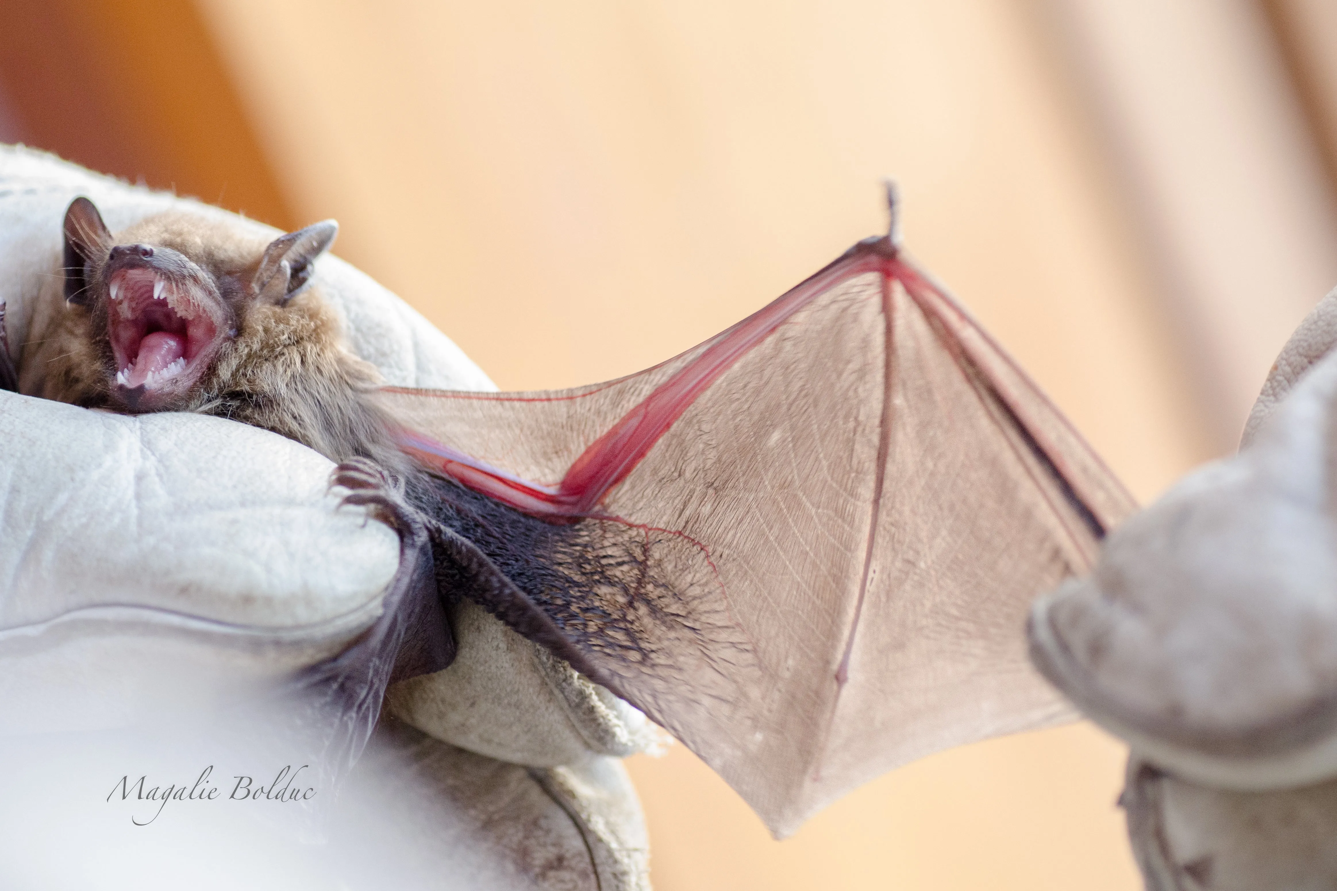 Je parraine une chauve-souris