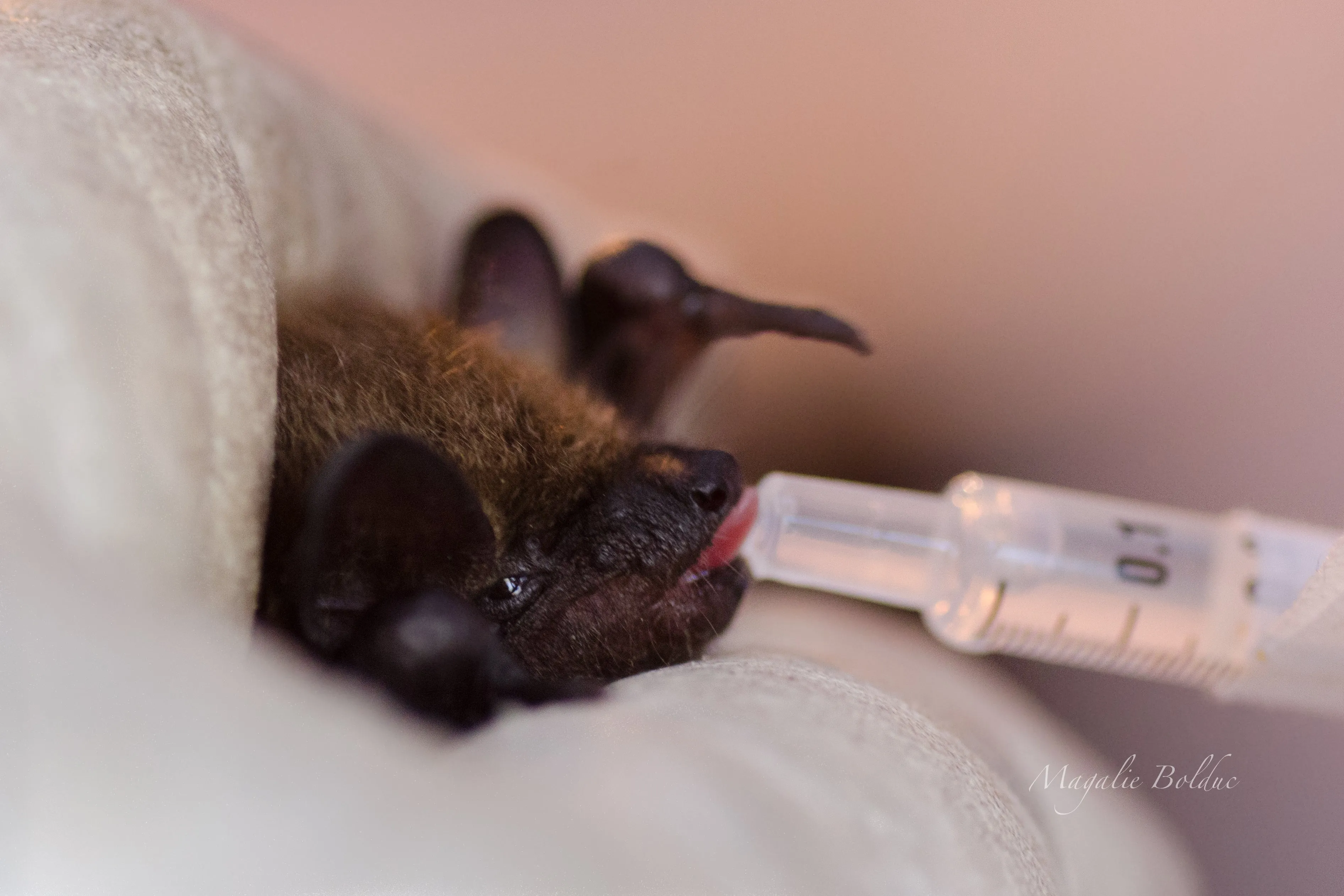 Je parraine une chauve-souris