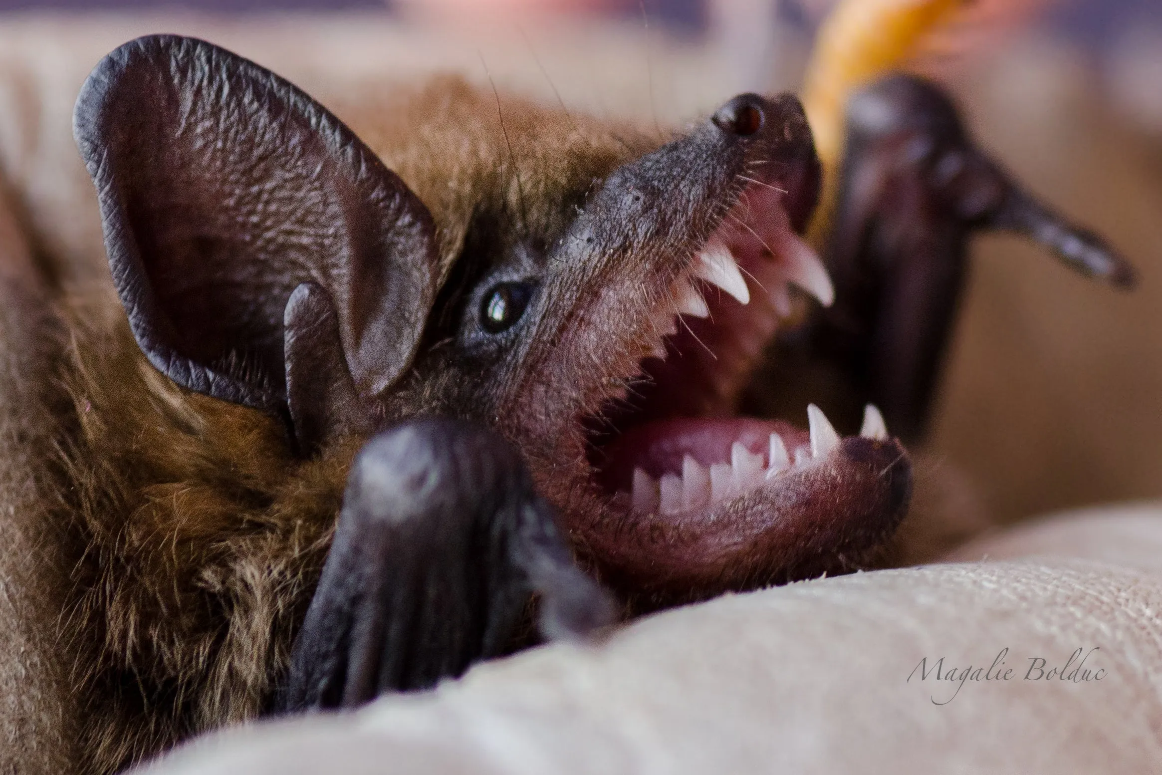 Je parraine une chauve-souris