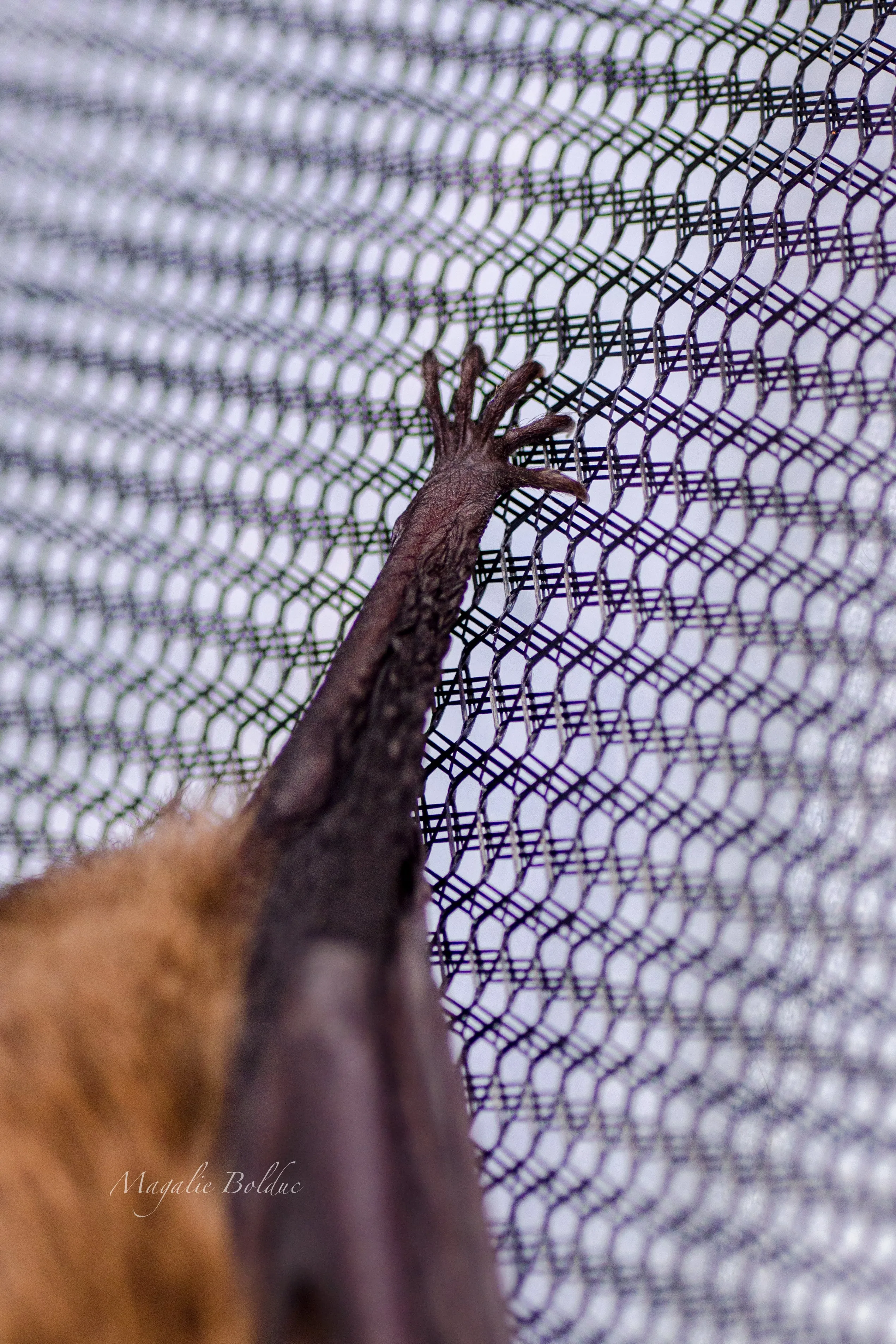 Je parraine une chauve-souris