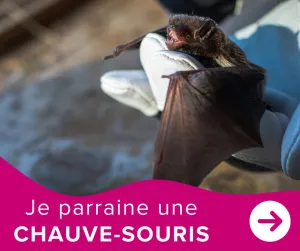 Je parraine une chauve-souris