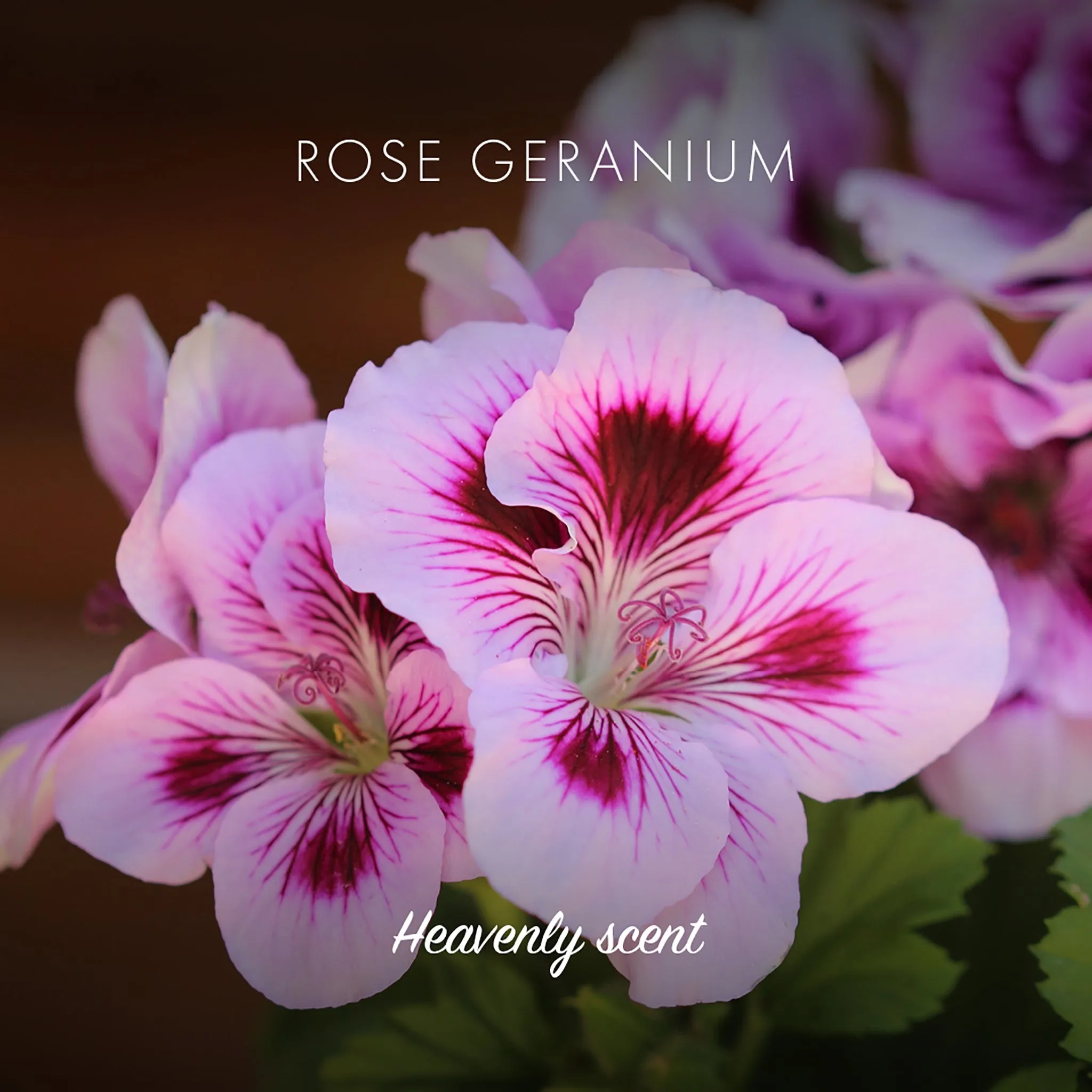 Natural Soap Bar | Rose Geranium