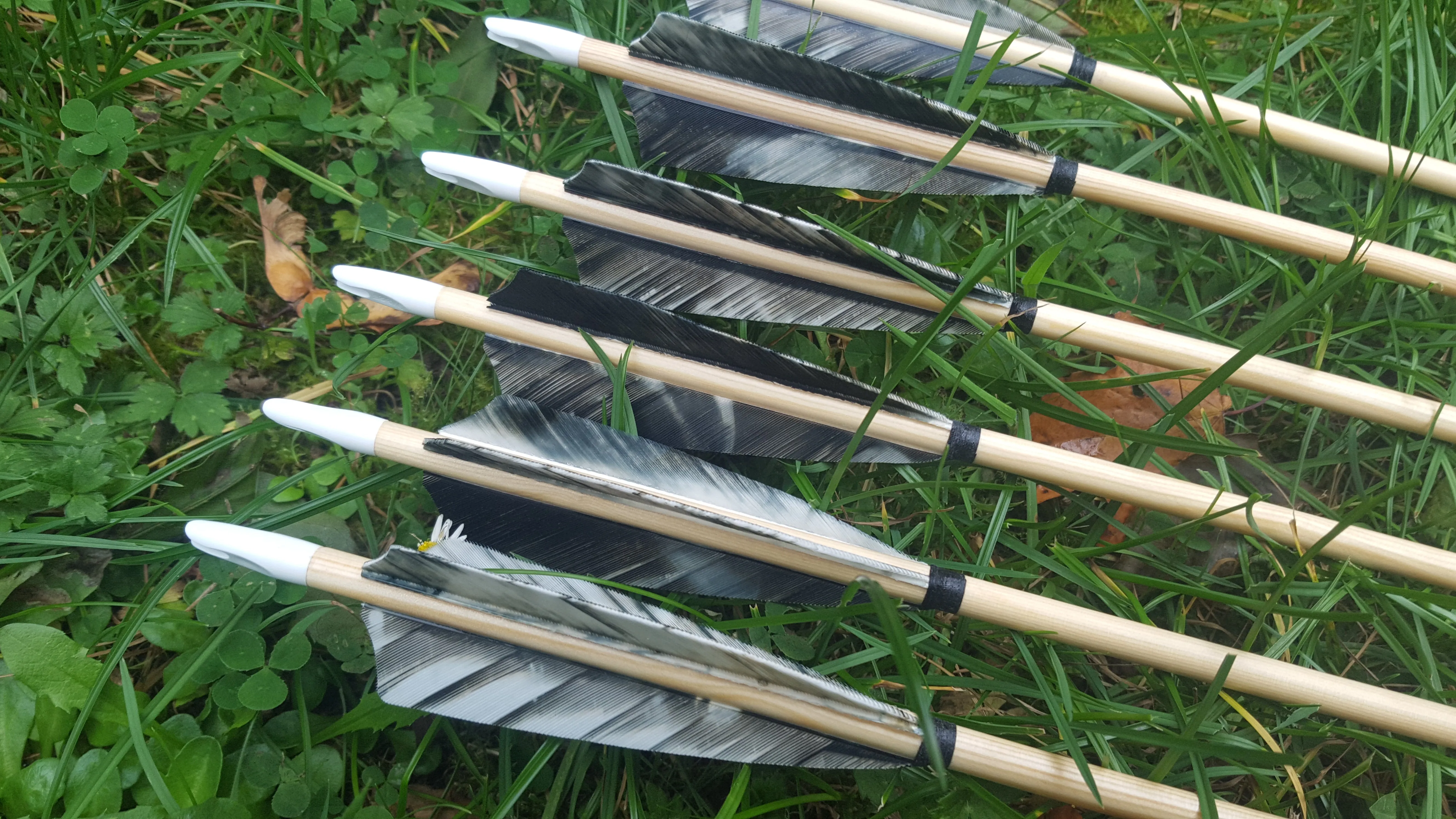 Premium Arrows - 1 Dozen