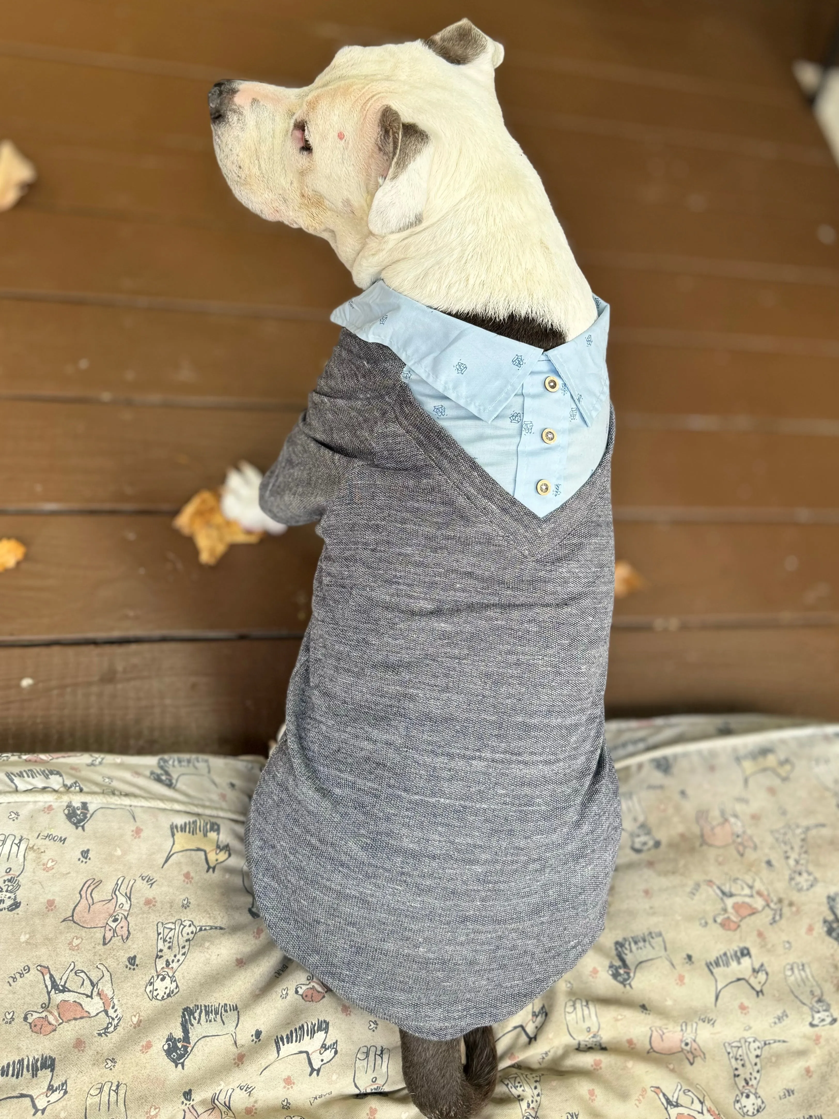 Proper Collared Layered Dog Sweater With Buttons