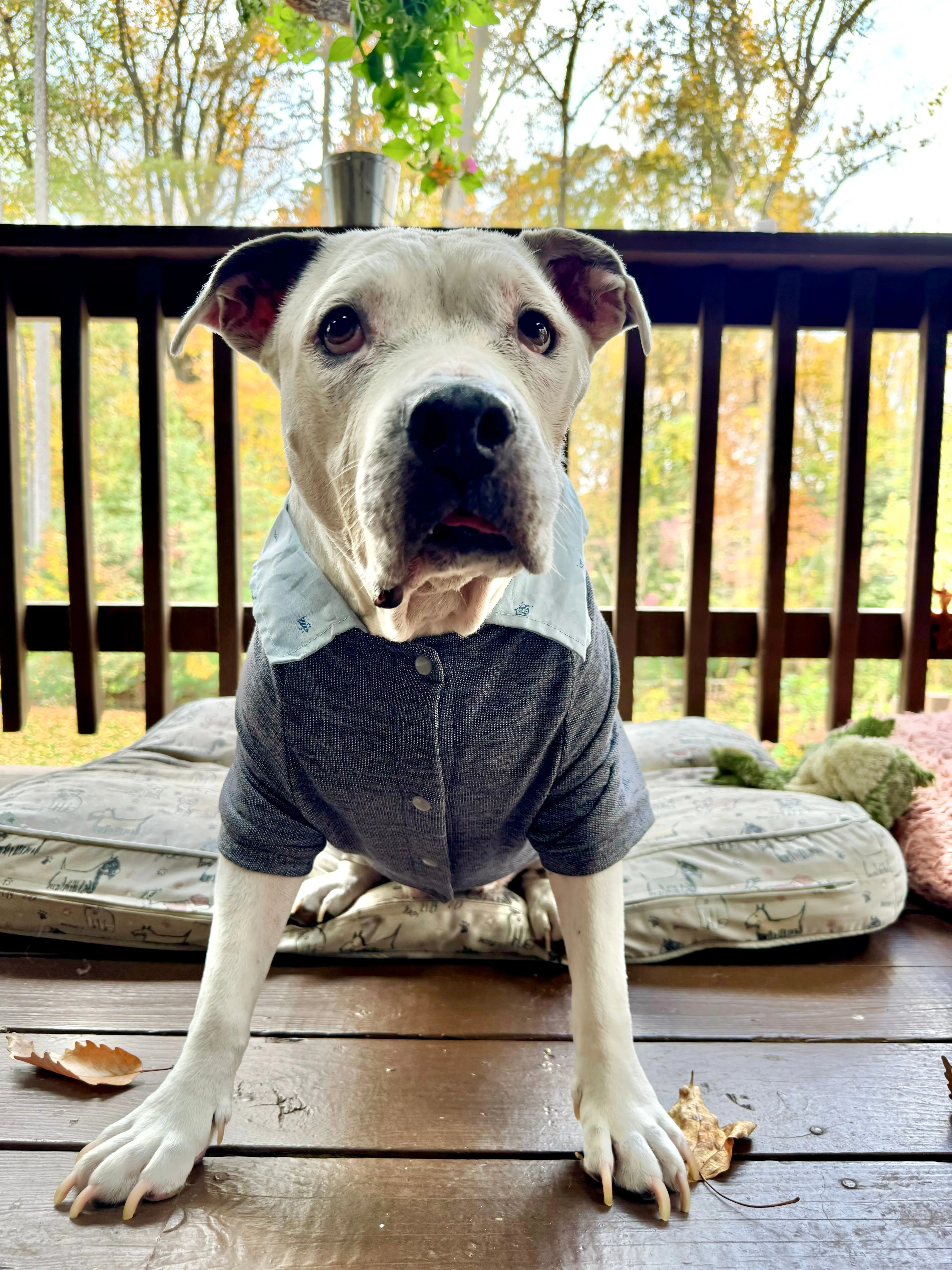 Proper Collared Layered Dog Sweater With Buttons