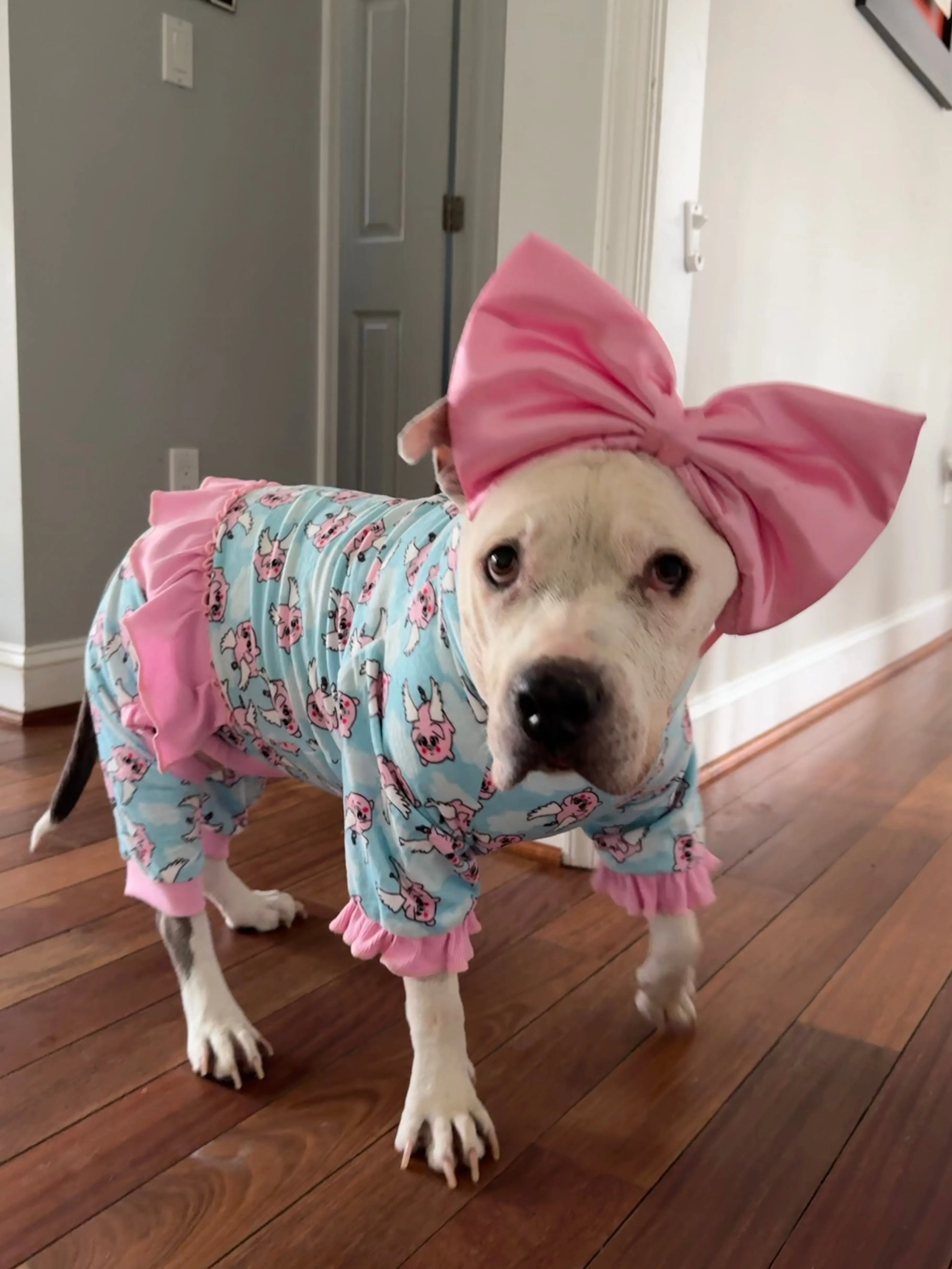 When Pigs Fly - Dog Pajama with Pink Neck & Trim/Sleeves